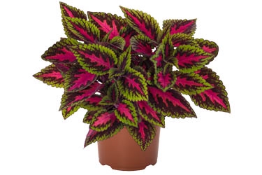 Main Street Coleus Thumbnail Ruby Road.jpg